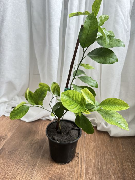 Цитрусовые растения