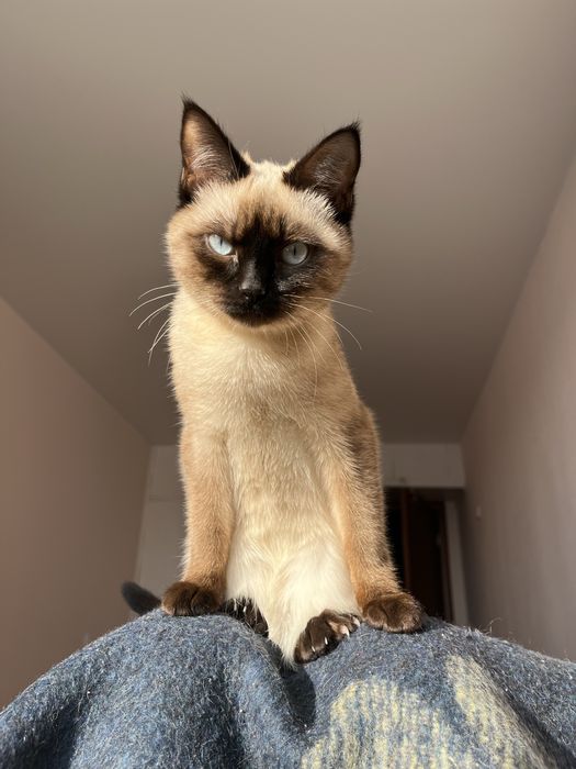 Отдам сиамскую кошку