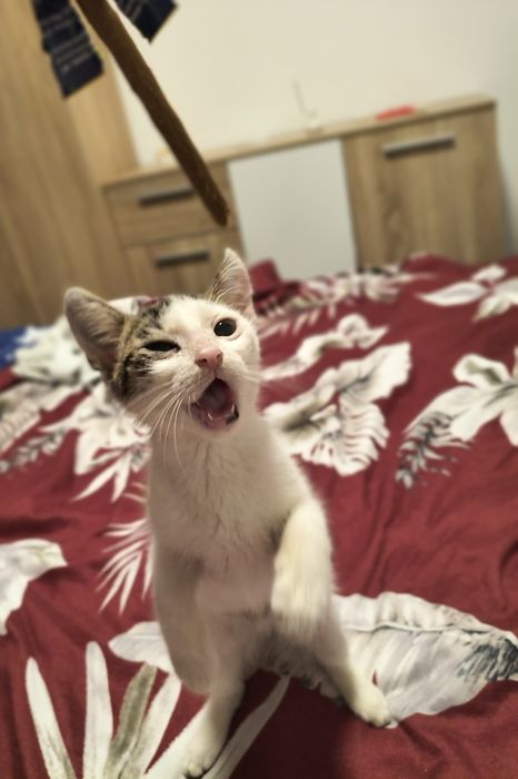Motanel spre adoptie