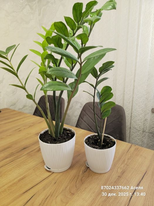 Комнатные цветы много