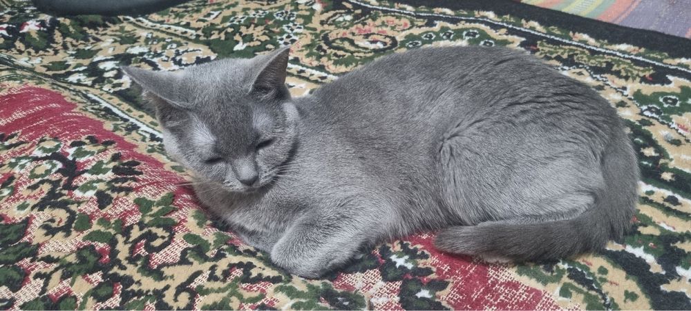 Продается Шотландская кошка