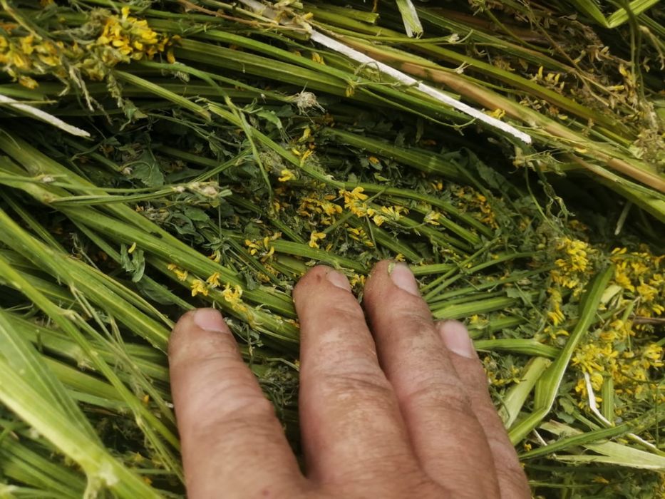 Продам сено   2025 год