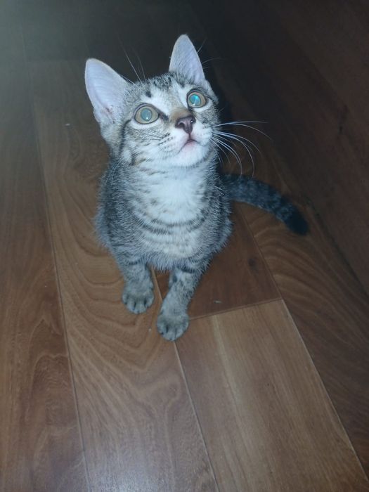 Котят бесплатно, в добрые руки.