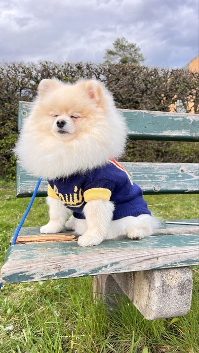 Вязка (шпиц) 3 года