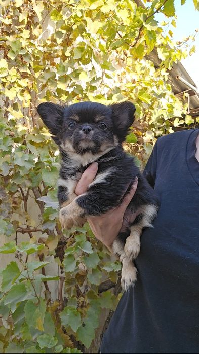 Щенки чихуахуа длинношерстные