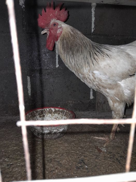 Продаются петухи