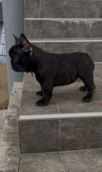 Mascul bulldog francez din parinti cu pedigree