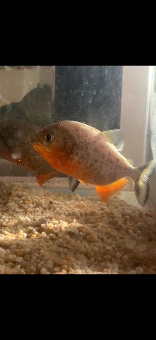 Red belly piranha