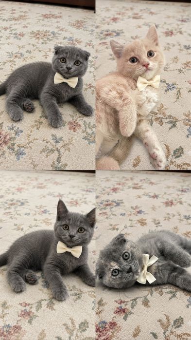Mushuk sotiladi scottish fold