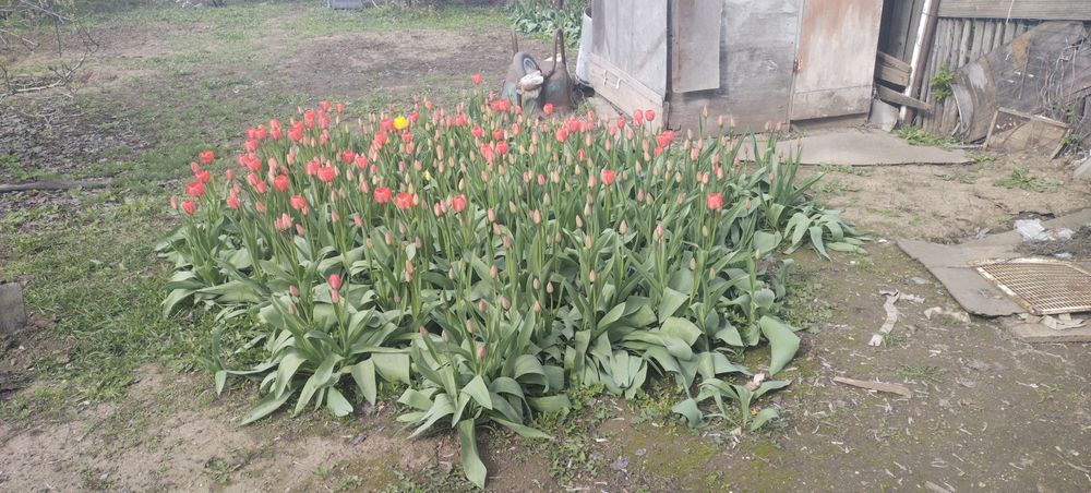 Тюльпаны по 100 тенге