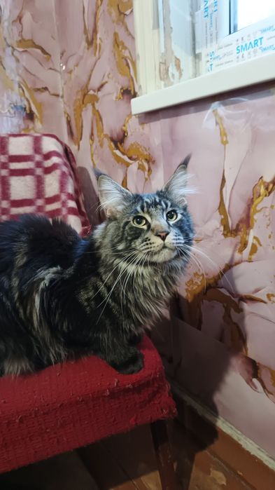 Мей кун вязка на котёнка