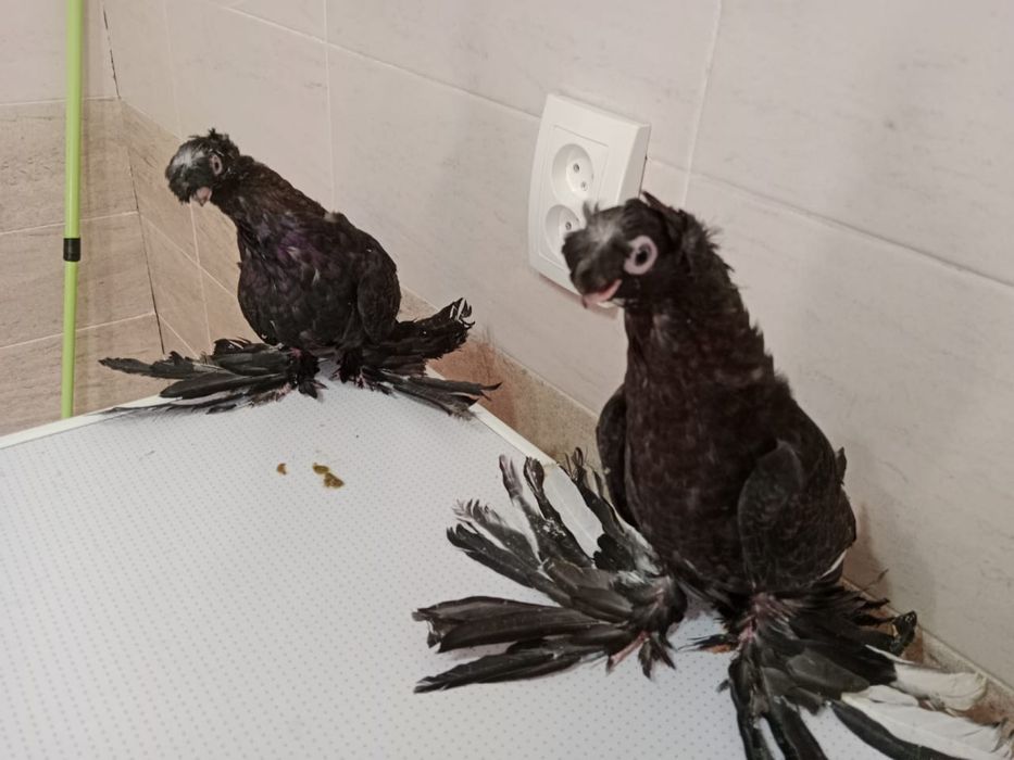 Продам   голубей