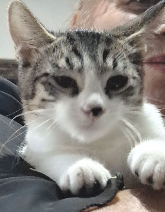 Котята бесплатно