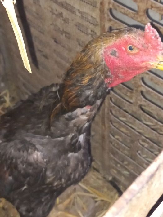 Срочно сотилади хўрозча