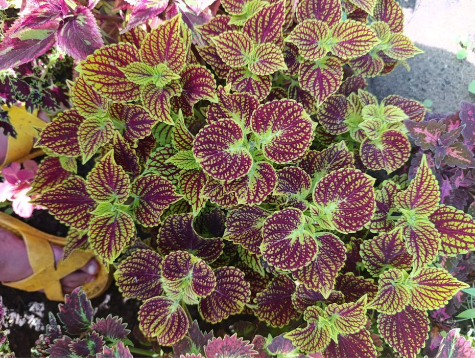 Продам цветы , колиусы , срез 500 тг