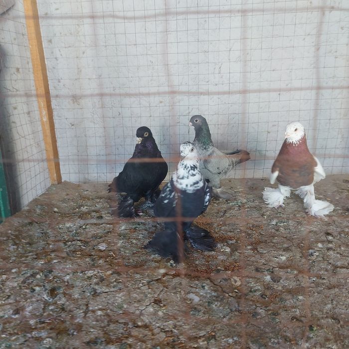 Капкан Челкар Жук  Соч