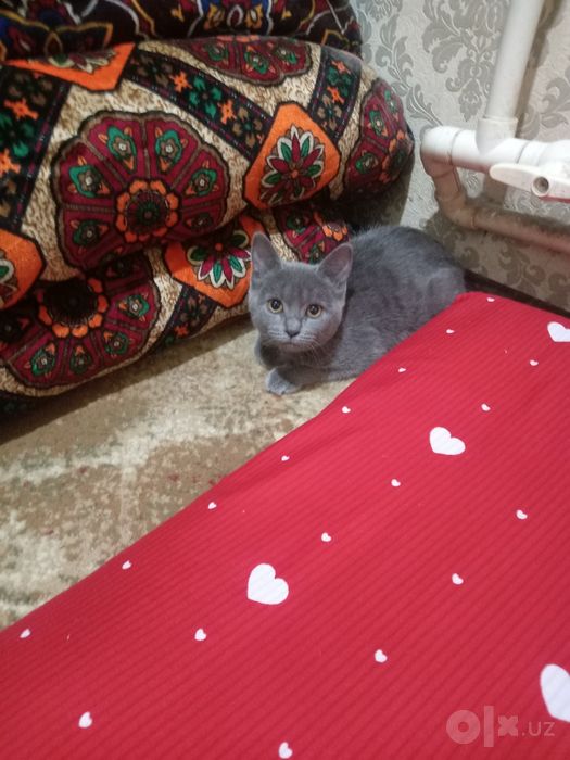 Мушук Скоттиш страйт