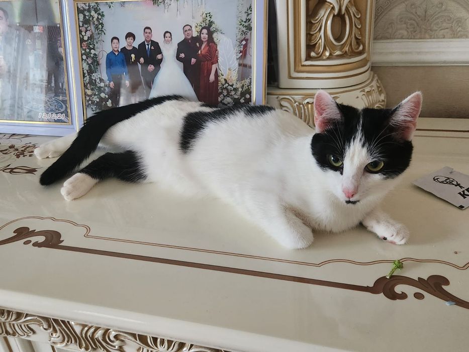 Кошку молодую отдам