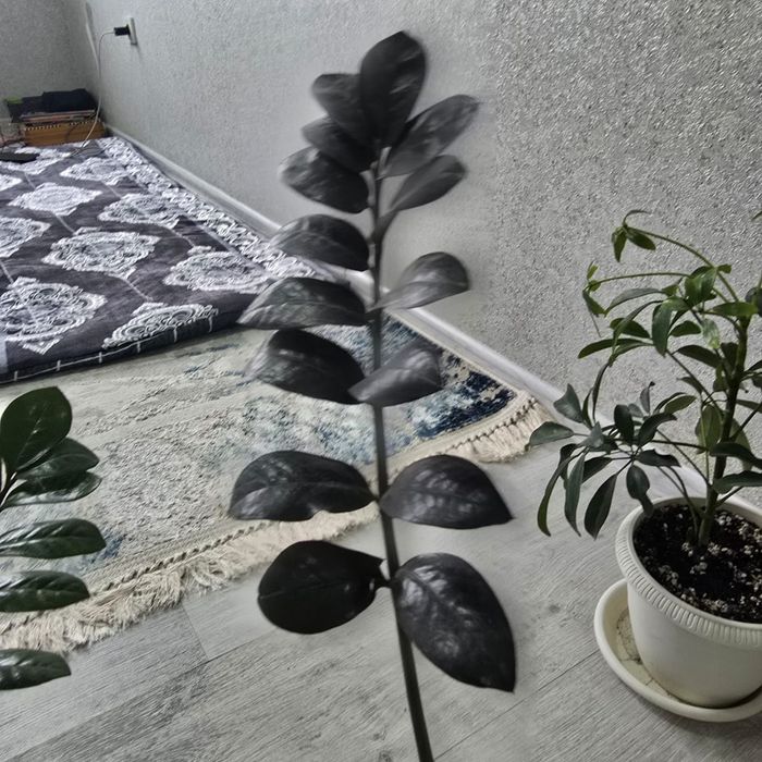 Срочно продам комнатные цветы