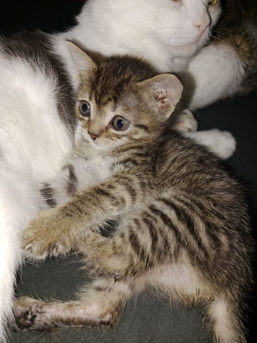Отдам в добрые руки кошечку!