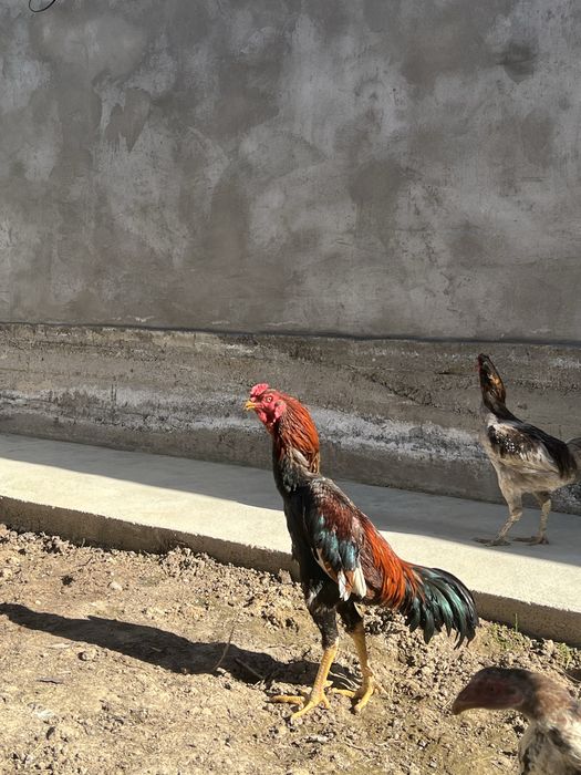 Dakan xoroz hammasi 600 min