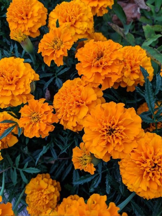 Цветы! Читать описание.