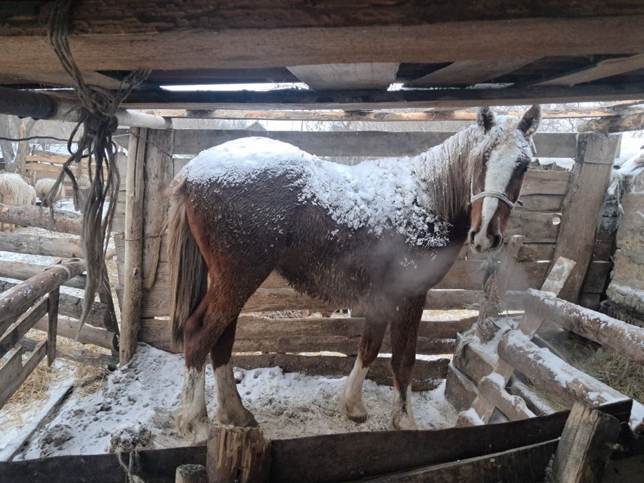 Жылкы 2жас сатылады откромда тур