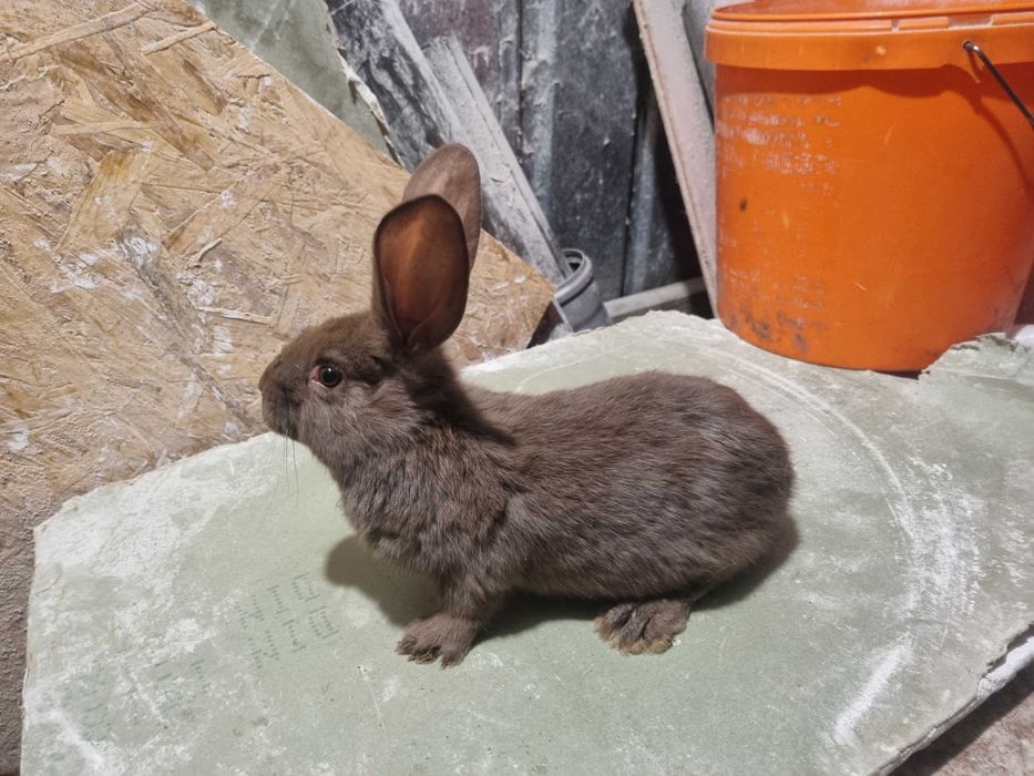 Iepuri Fluture German !