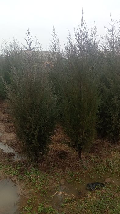 Yam yashil archa koʻchati