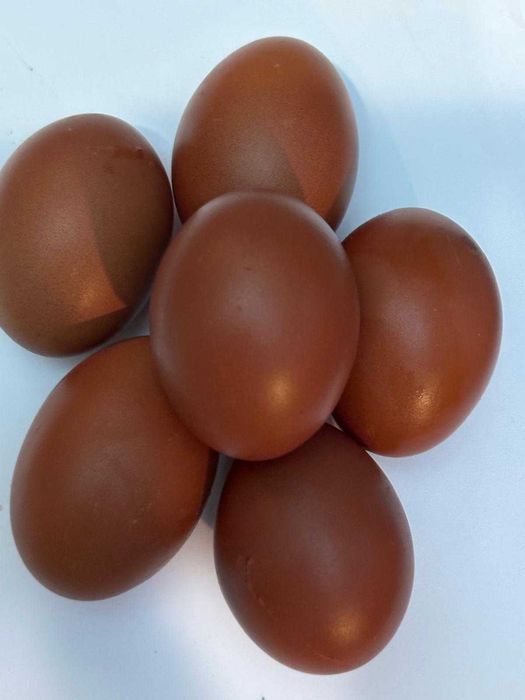 Ouă  incubat  Araucana Marans Wyandotte auriu La Bresse Plymonth R B