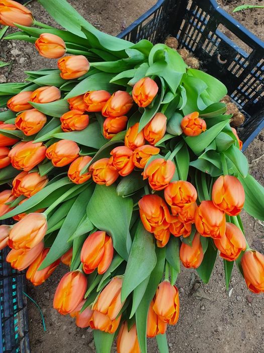 Тьюльпаны оптом Голландские сорта