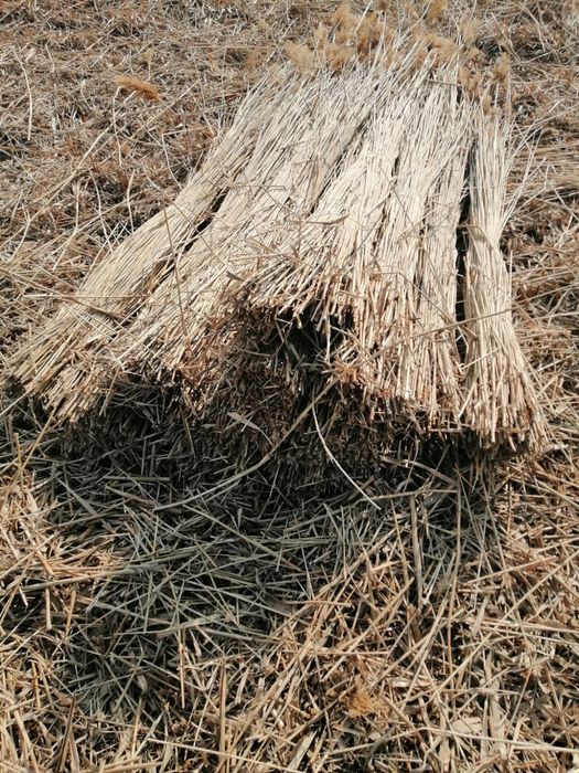 Maldari și snopi de stuf