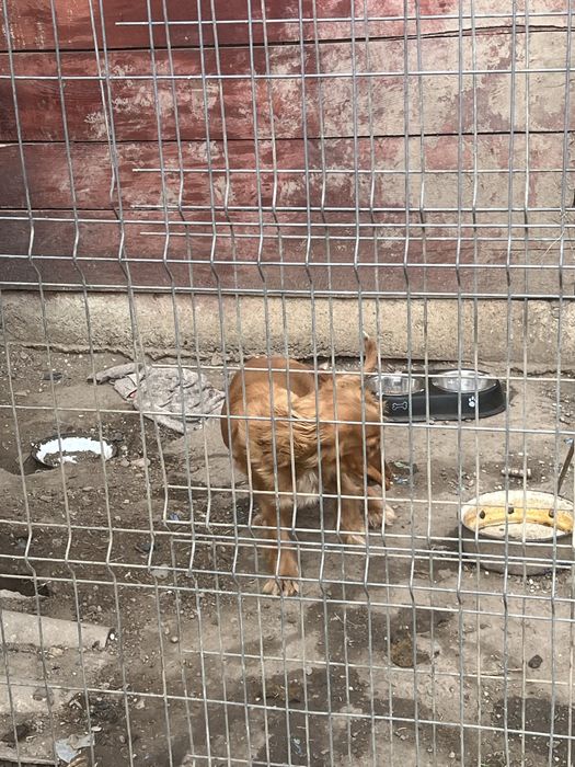 Cocker spaniel femela