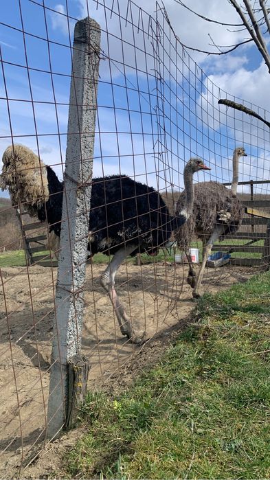 Struți, oua proaspete