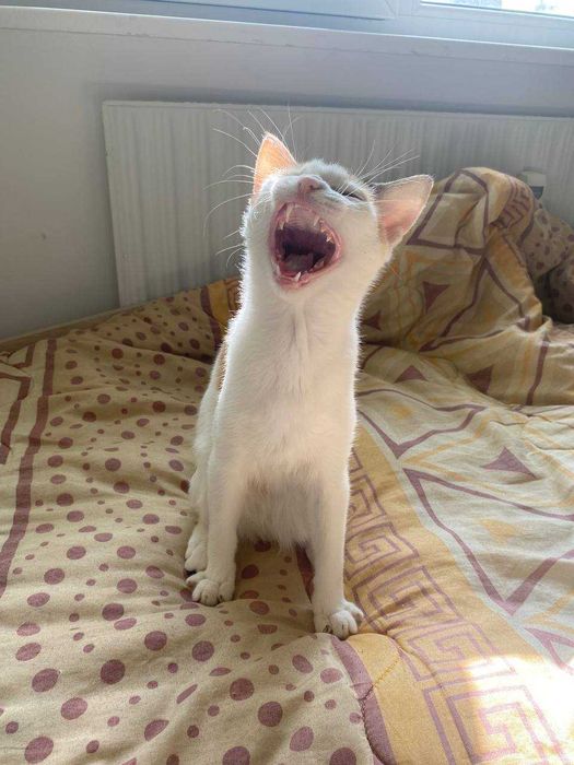 Подаряваме женско коте