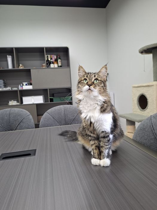 Котенок девочка кастрат