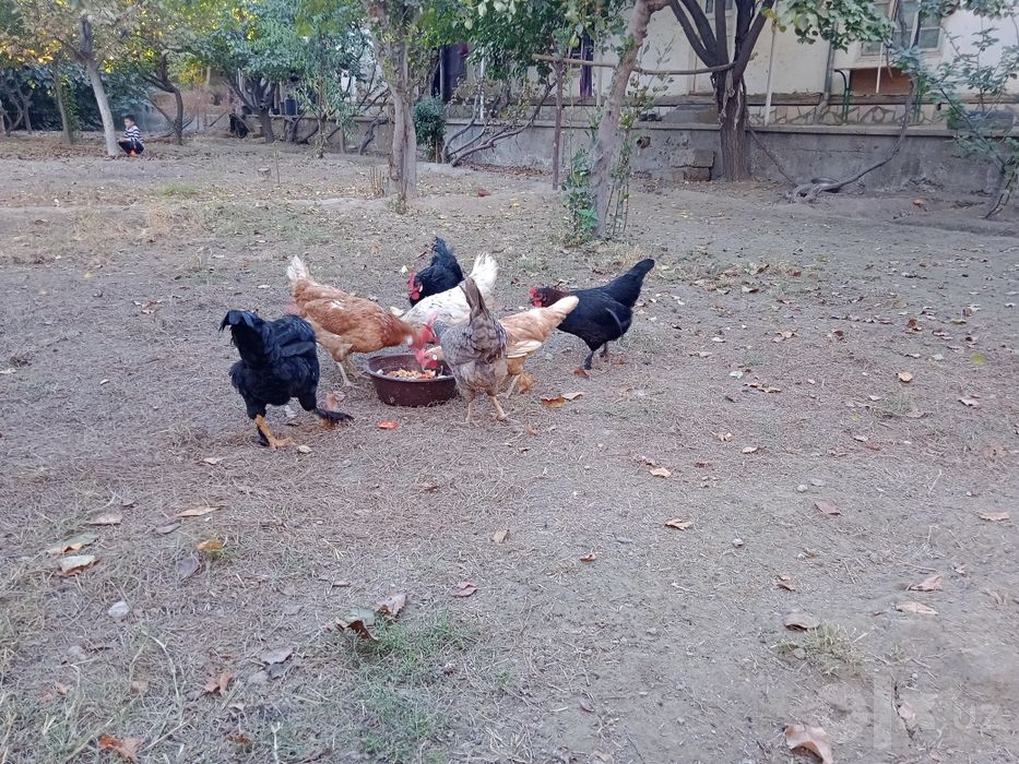 Tovuqlar sotiladi