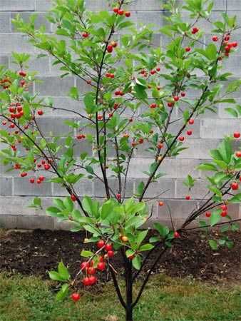 Вишня для озеленения