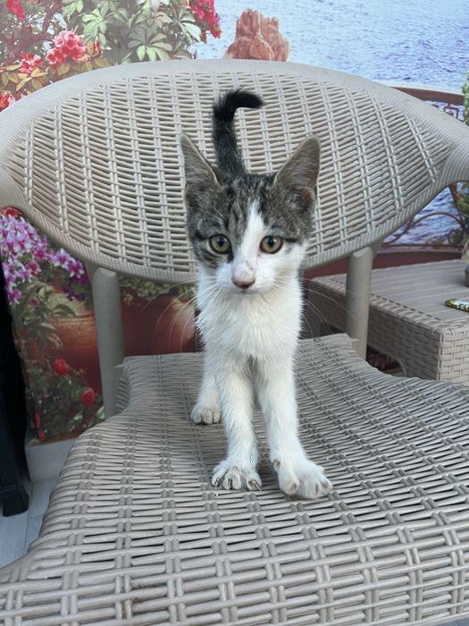 Подарявам мъжко котенце