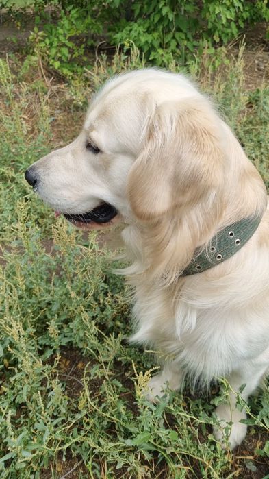 Вязка золотистого ретривера .