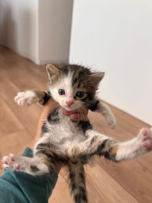 Маленькие котята