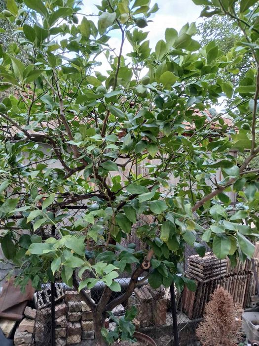 Дърво Лимон в саксия