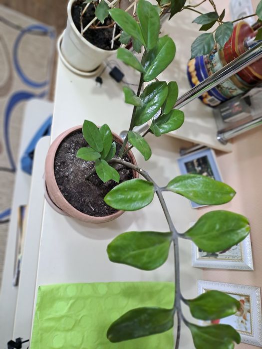 Шикарные цветы от 1000 тнг