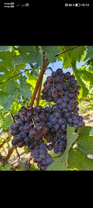 Vând struguri de vin