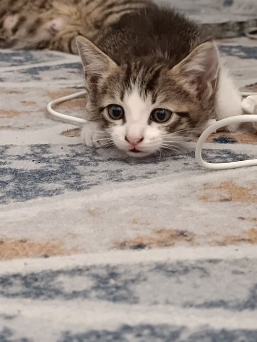 Отдам котят только в хорошие руки