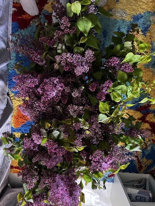 Сирень в наличии