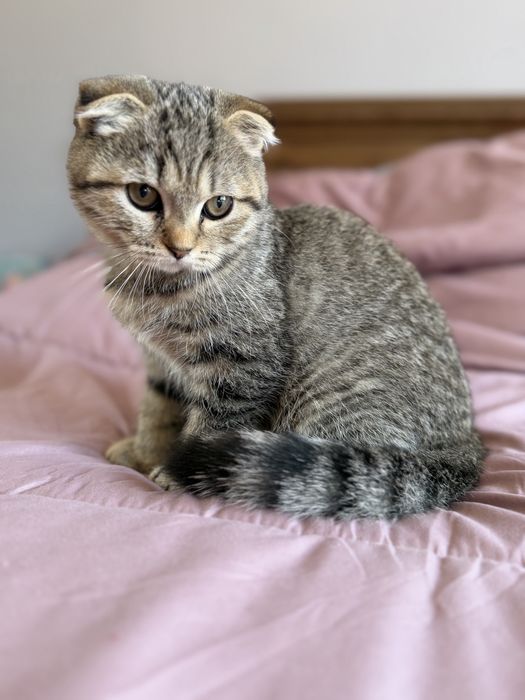 Шотландски котета