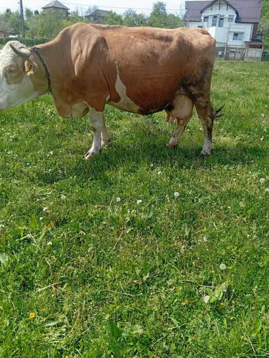 Vand vaca de 9 ani