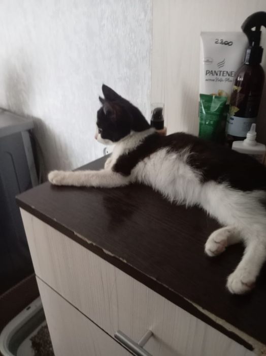 Отдам котенка в добрые руки