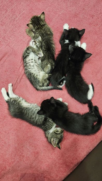 Котята 1,5 месяца